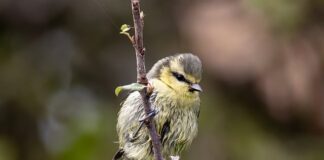 Czy sikorki wracają do tego samego gniazda?