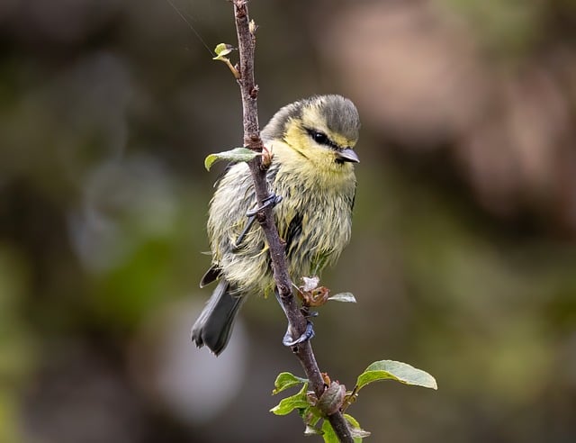 Czy sikorki wracają do tego samego gniazda? Czy sikorki wracają do tego samego gniazda?