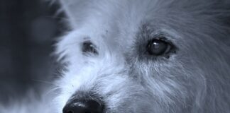 Co dla psa żeby nie Szczekal?