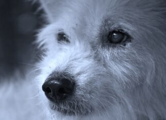 Co dla psa żeby nie Szczekal?