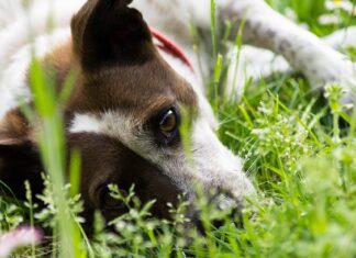 Jak dobrze wychować cane corso?