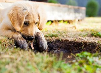 O czym pamietac biorac szczeniaka?