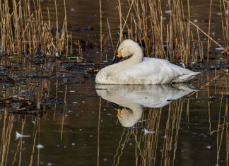 Gdzie w nocy spia sikorki?