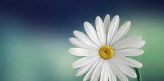 Jak się nazywa rodzaj białego sera?