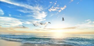 Kiedy ptaki opuszczaja budki lęgowe?