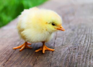 Jak zrobić wędliny z kurczaka?