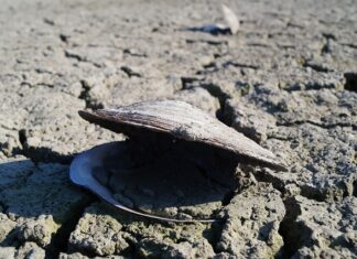 Jak uzupełnić niedobory białka?