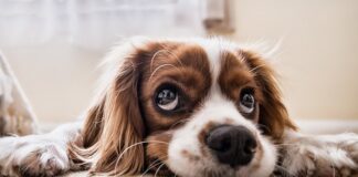 Jak wykąpać psa żeby nie śmierdział?