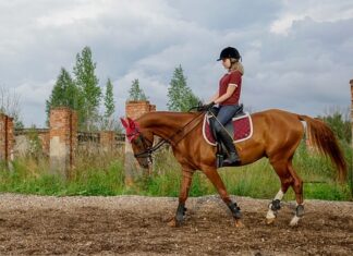 Jakie powinny być wymiary kojca dla psa? Jakie powinny być wymiary kojca dla psa?