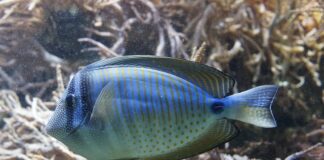 Dlaczego akwarystyka?