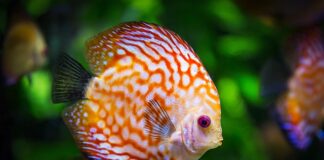 Ile kosztuje zrobienie akwarium?