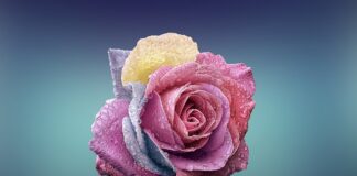 Czym się różni twaróg od sera?