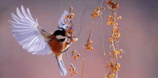 Czy jagody i borówki to to samo?