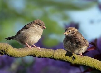 Jak przyciągnąć wróble?