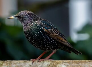 Jaki otwór w budce dla szpaka?