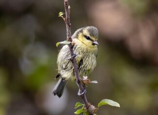 Gdzie sikorki śpią w nocy?
