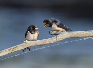 Jak zwabić jaskółki?