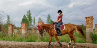 Z czego zrobić kojec dla psa tanio?