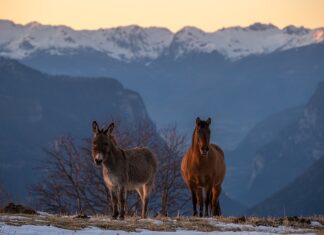 Z czego zrobiona jest Grappa?