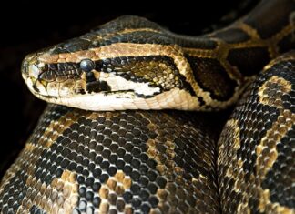 Jak długo trzeba dusić paprykę faszerowaną?