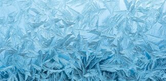 Ile mrozu wytrzyma morela?