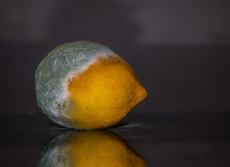 Czy spleśniały ser jest szkodliwy?