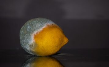 Czy spleśniały ser jest szkodliwy?