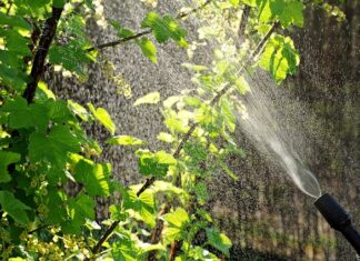 Kiedy robić oprysk moreli?