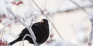 Jak zrobić jarzębinę w czekoladzie?