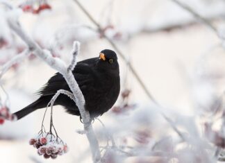 Jak zrobić jarzębinę w czekoladzie?