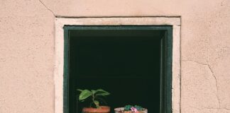 Jak często podlewać baobab?