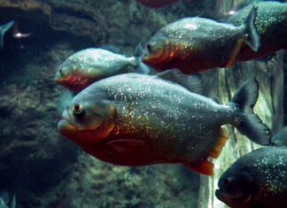 Czy piranie są jadalne?