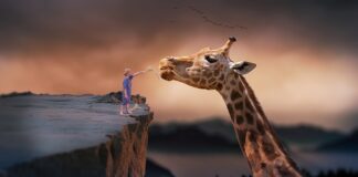 Czy jest zakaz karmienia gołębi?