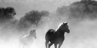 Czy można palić aromaty spożywcze?