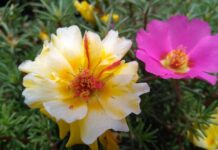 Kiedy nie jesc kalafiora? Kiedy nie jesc kalafiora?