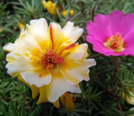 Kiedy nie jesc kalafiora? Kiedy nie jesc kalafiora?