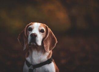 Czy gończy polski ma podszerstek?