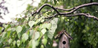 Na czym powiesić karmnik dla ptaków?