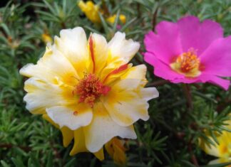 Jakie zioła dodać do kalafiora? Jakie zioła dodać do kalafiora?