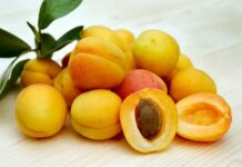 Kiedy zbiera się morele?